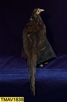 藍腹鷴藏品圖，第8張